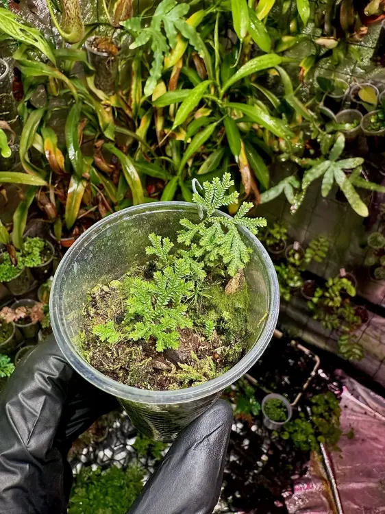 Selaginella stauntoniana – wachlarzowata selaginella z Azji | Parrot Planet