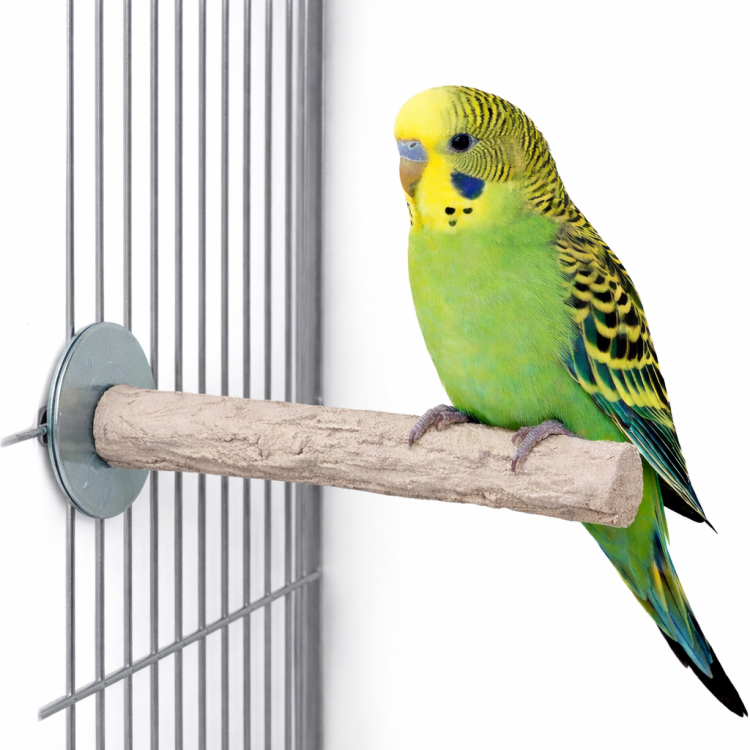 Back Zoo Nature Super Stone Perch – kamienna żerdź do ścierania pazurów i dzioba 12 cm / 18 mm dla średnich i małych papug od Parrotplanet.pl