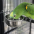 ZOLUX miska do zawieszania dla papug 0,56 l 12 cm – na karmę lub wodę od ParrotPlanet.pl