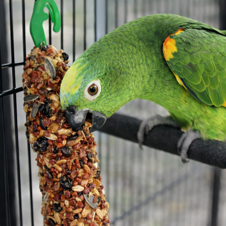 Witte Molen Country kolby dla dużych papug  - amazonka żako, inne - 140 g 2 szt. – Apple & Elderberry od ParrotPlanet.pl