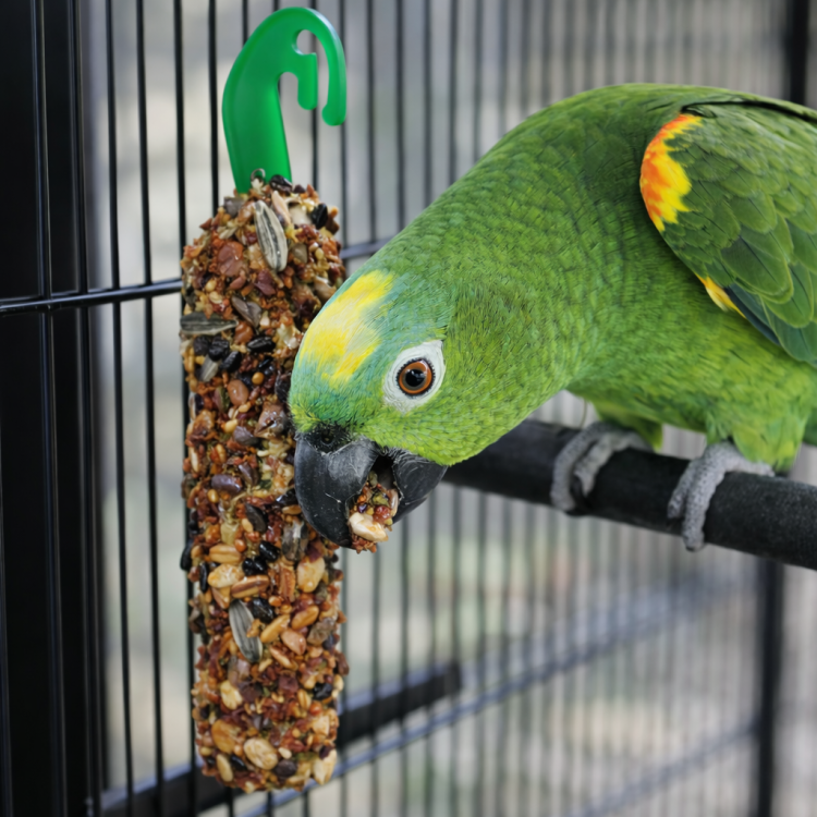 Witte Molen Country kolby dla dużych papug  - amazonka żako, inne - 140 g 2 szt. – Apple & Elderberry od ParrotPlanet.pl