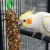 Witte Molen Country kolby dla nimfy i kakadu 140 g 2 szt. – Kiwi & Pear od ParrotPlanet.pl