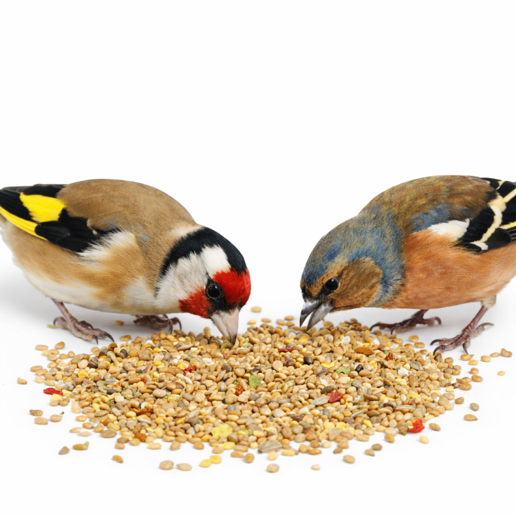 Witte Molen Country 600 g – pokarm dla ziarnojadów (finches) z witaminami i minerałami od ParrotPlanet.pl