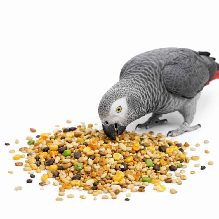 Witte Molen Country Parrots 2 kg – pokarm dla dużych papug z witaminami i minerałami od ParrotPlanet.pl
