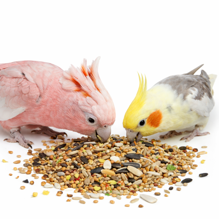 Witte Molen Country 2,5 kg – mieszanka ziaren dla dużych papug i kakadu (Large Parakeet & Cockatoo od ParrotPlanet.pl