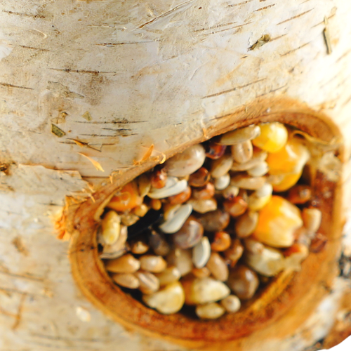 Zbożowe Drewienko - dla wszystkich gryzoni w tym myszy, szczurów, chomików, myszoskoczków od ParrotPlanet.pl