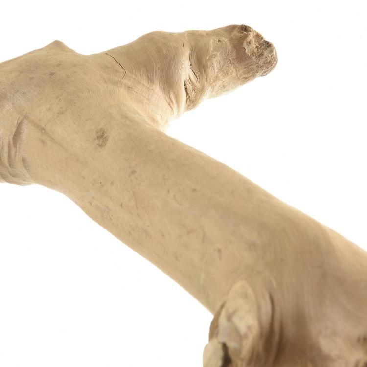 Żerdź JAVA gałąź M dla papug od ParrotPlanet.pl