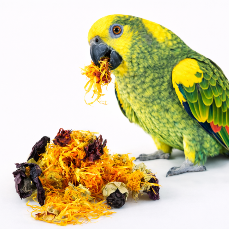 Kwiatowa Pyszność - dla wszystkich papug 40g od ParrotPlanet.pl