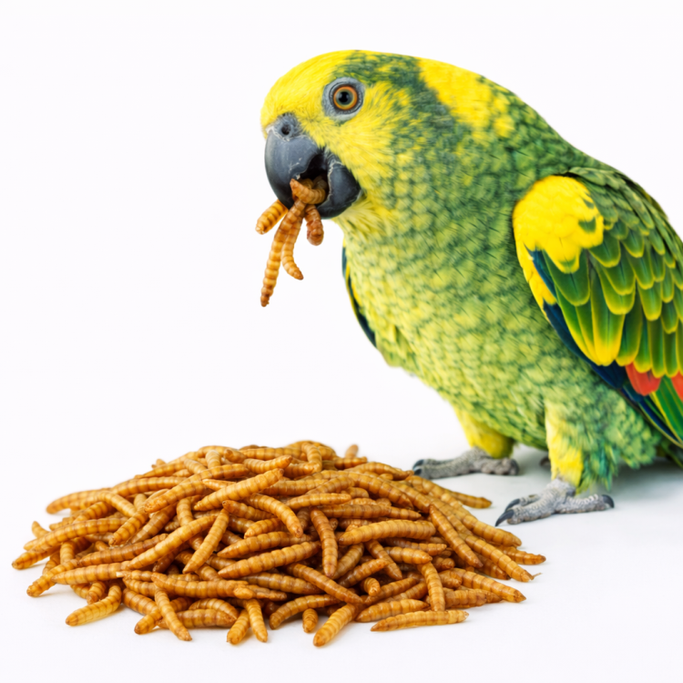 Larwy Mącznika 20 g – Naturalne Źródło Białka dla Papug  od ParrotPlanet.pl