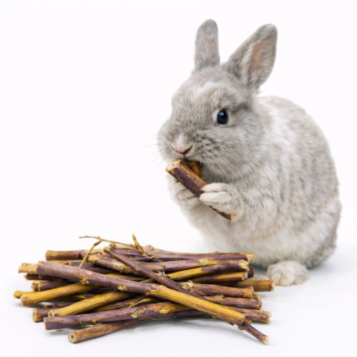 Gałązki Malin | Łodygi dla wszystkich gryzoni 50g od ParrotPlanet.pl