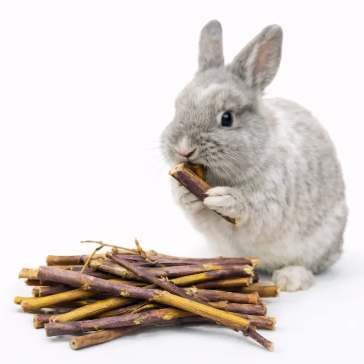 Gałązki Malin | Łodygi dla wszystkich gryzoni 50g od ParrotPlanet.pl