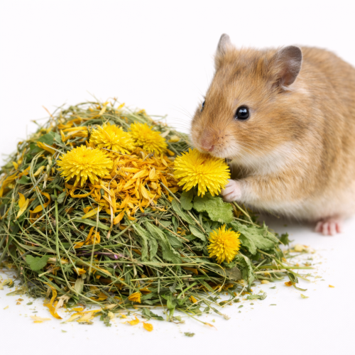 Ziółka z Nagietkiem i Mniszkiem dla gryzoni w tym: królików, kawii domowej (świnek morskich), szynszyli, koszatniczek, chomików, myszy, szczurów, myszoskoczków 150g od ParrotPlanet.pl