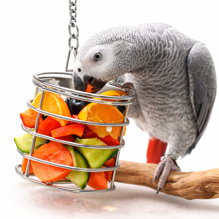 Klatka na łakocie II - dla średnich i dużych papug od ParrotPlanet.pl