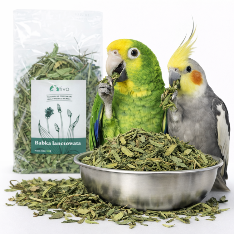 Babka lancetowata suszona dla papug – naturalny dodatek ziołowy | 600 g od ParrotPlanet.pl