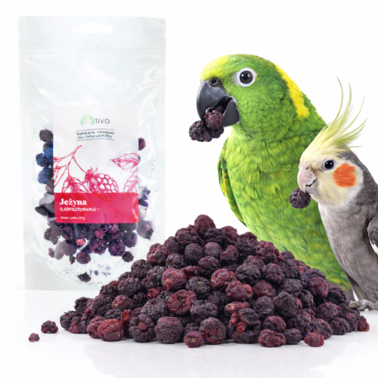 Chrupiąca jeżyna liofilizowana dla papug – naturalny przysmak owocowy | 20 g od ParrotPlanet.pl