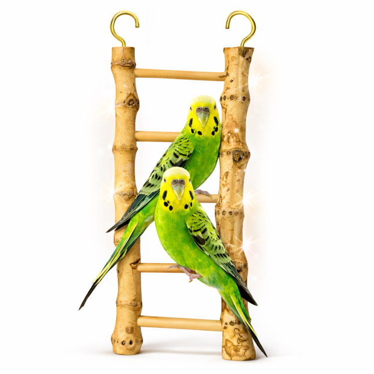 Drabinka bambusowa - dla małych i średnich papug od ParrotPlanet.pl