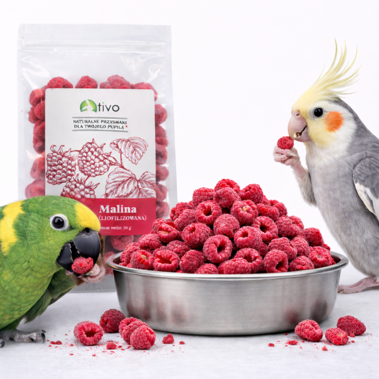 Chrupiąca malina liofilizowana dla papug – przysmak do foragingu | 20 g od ParrotPlanet.pl