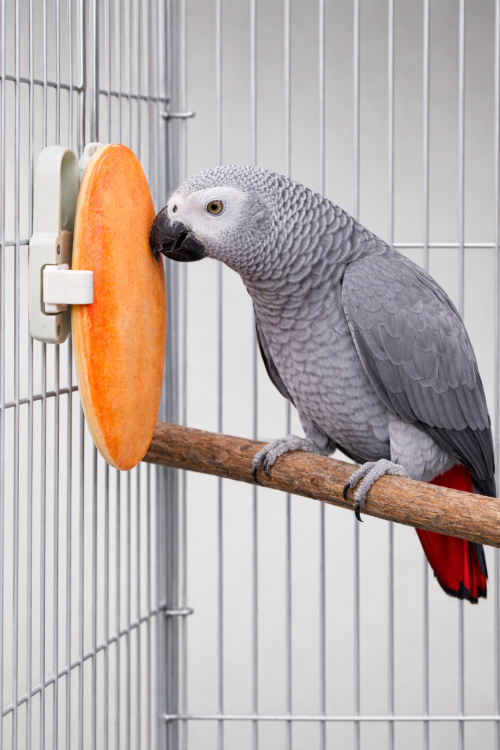 Sepia waniliowa dla papug i ptaków egzotycznych od ParrotPlanet.pl