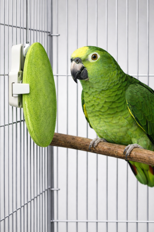 Sepia cytrynowa dla papug i ptaków egzotycznych od ParrotPlanet.pl