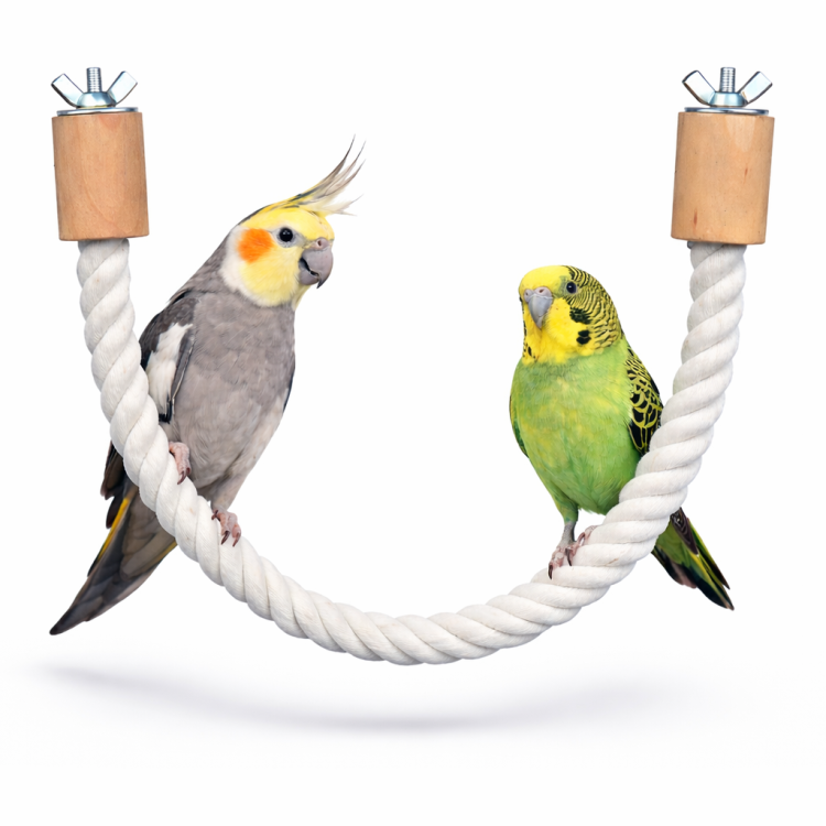 Bawełniana Żerdka S/M - Wielofunkcyjna Zabawka dla Małych i Średnich Papug  od ParrotPlanet.pl