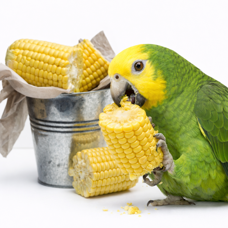 Kukurydza do łapki - Chrupiące kawałki kukurydzy dla wszystkich papug 300g od ParrotPlanet.pl