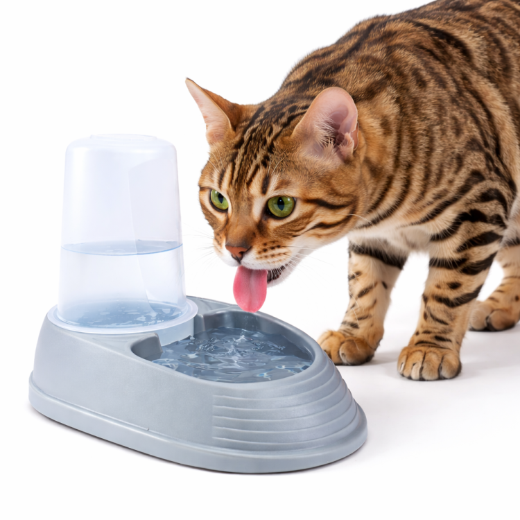 Karmienie i Nawadnianie w Jednym – Miska na karmę lub wodę dla psów i kotów 0,5L od ParrotPlanet.pl