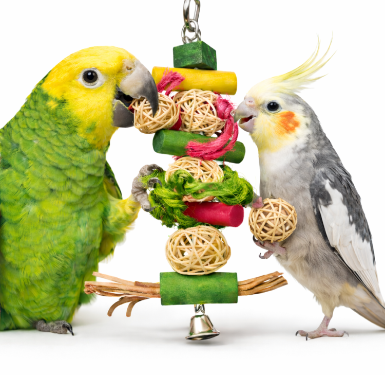Walce i kule - wisząca drewniana zabawka dla średnich papug