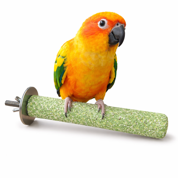 Żerdź Stożek M do ścierania pazurów i dzioba małe papugi od ParrotPlanet.pl