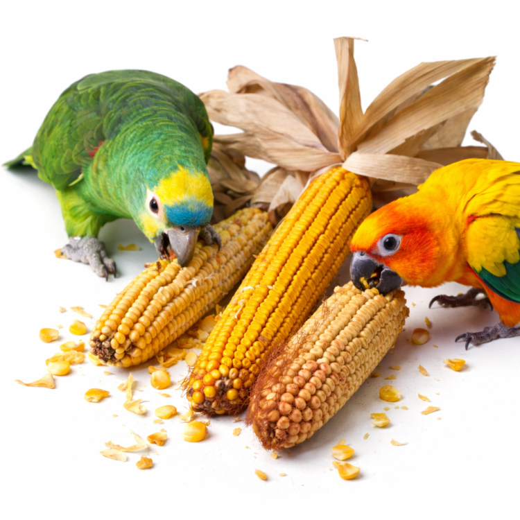 Kukurydza na patyku - Chrupiąca suszona kukurydza dla wszystkich papug od ParrotPlanet.pl