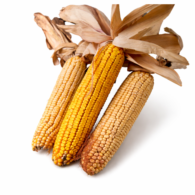 Kukurydza na patyku - Chrupiąca suszona kukurydza dla wszystkich papug od ParrotPlanet.pl