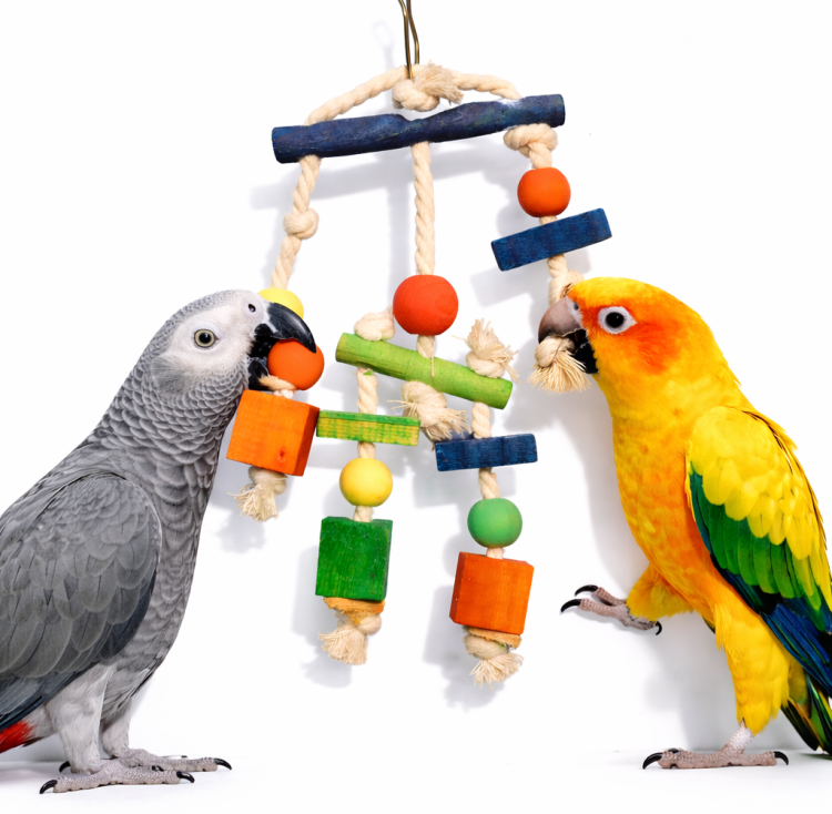 Klocki i Sznurki - zabawka dla wszystkich papug  od ParrotPlanet.pl