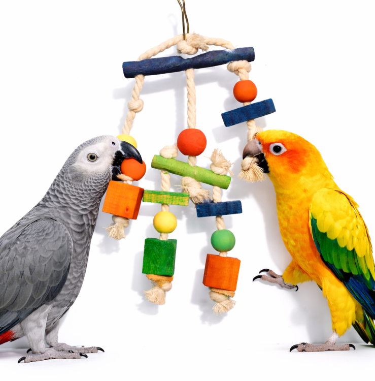 Klocki i Sznurki - zabawka dla wszystkich papug  od ParrotPlanet.pl