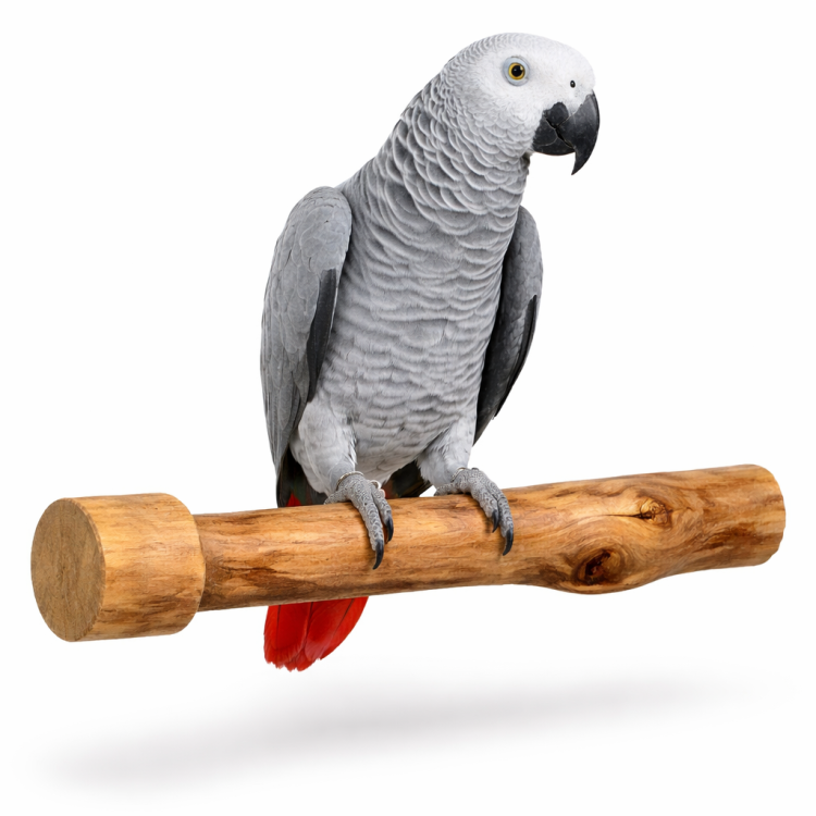 Żerdź Java 30 cm M - Naturalne i Wytrzymałe Miejsce Zabawy i Odpoczynku dla Dużych Papug  od ParrotPlanet.pl