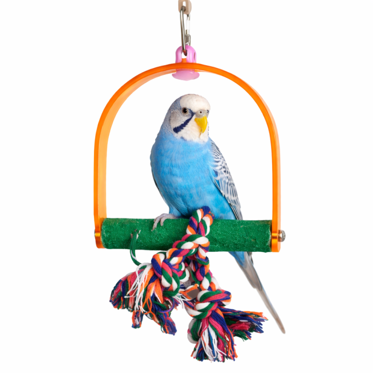 Mini Swing | Huśtawka akrylowa 3w1 | dbałość o dziobek i pazurki | dla Małych Papug od ParrotPlanet.pl