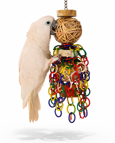 Java Fiesta L – Kolorowa Uczta dla Twojej Papugi  od ParrotPlanet.pl