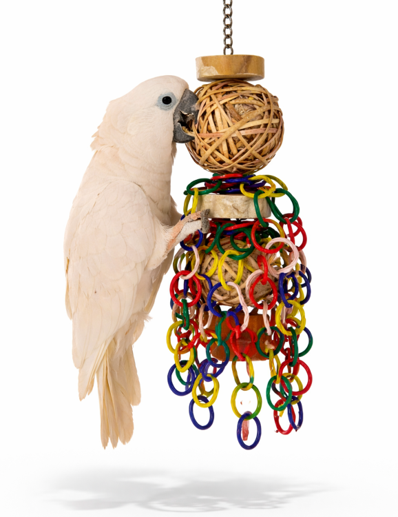 Java Fiesta L – Kolorowa Uczta dla Twojej Papugi  od ParrotPlanet.pl