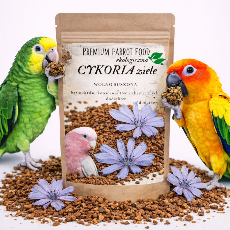 Premium Parrot Food - Ekologiczna Cykoria ziele -dla wszystkich papug 50g od ParrotPlanet.pl