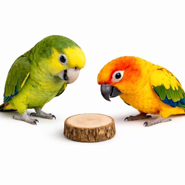 Plaster drewna brzozowego do łapki lub zabawek DIY dla papug średnica 1-3 cm od ParrotPlanet.pl