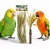 Bukiet Włośnicy w Kłosach od Back Zoo Nature | Zbożowy Bukiet Setaria | dla wszystkich papug 30g od ParrotPlanet.pl