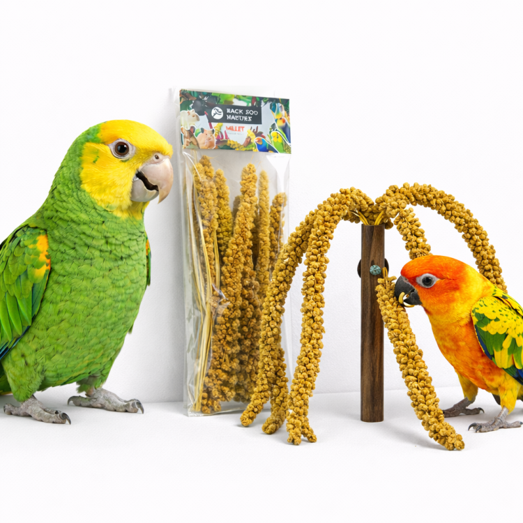 Proso Żółte w Bukiecie od Back Zoo Nature | Bukiet Prosa Żółtego w Kłosach | Przysmak dla Wszystkich Papug 150g od ParrotPlanet.pl