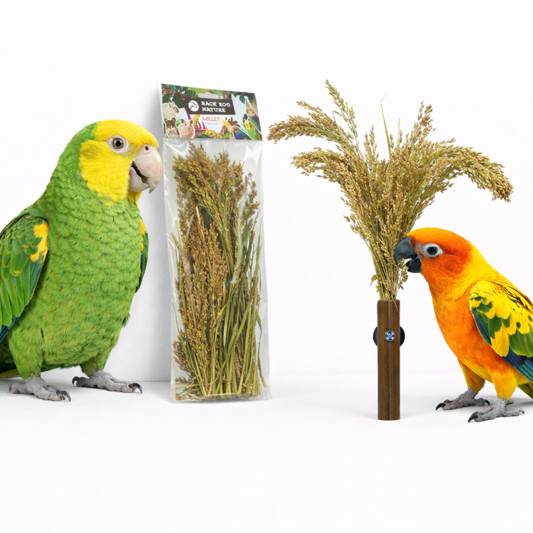 Kłosy Panicum w Bukiecie od Back Zoo Nature - | Bukiet Prosa | dla wszystkich papug 40g  od ParrotPlanet.pl