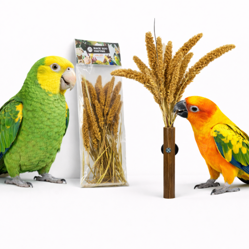 Proso Włoskie w Bukiecie od Back Zoo Nature | Zbożowy Bukiet Setaria | dla wszystkich papug 50g od ParrotPlanet.pl