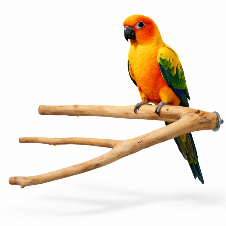 Żerdź Potrójna S - dla małych i średnich papug od ParrotPlanet.pl