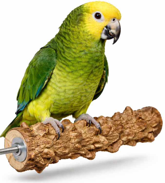 Żerdź dla papug z drewna pieprzowego XL 35 x 2,5 cm od ParrotPlanet.pl