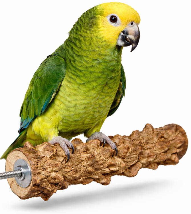 Żerdź dla papug z drewna pieprzowego XL 35 x 2,5 cm od ParrotPlanet.pl