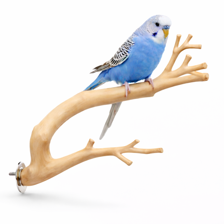JAVA gałąź XS - niezniszczalna gałąź, żerdź dla małych papug od ParrotPlanet.pl