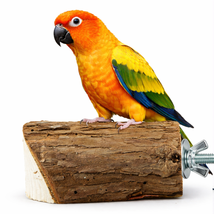 Naturalna żerdź, z wolno suszonego drewna rozmiar s - dla małych papug od ParrotPlanet.pl