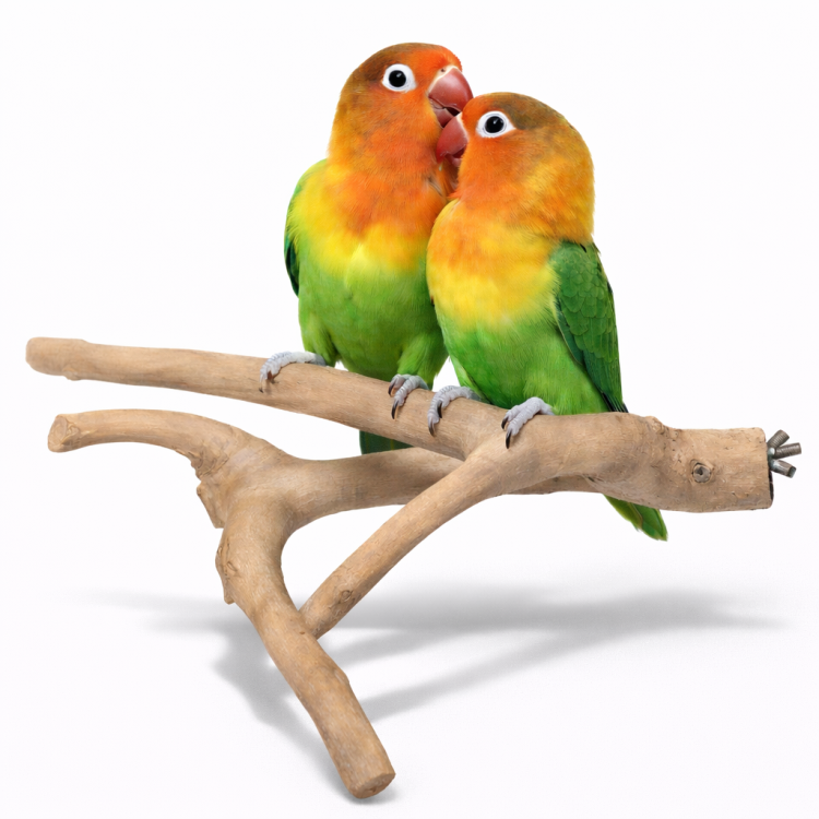 JAVA S - żerdź gałąź z niezniszczalnego drewna java dla nimf i innych małych papug od ParrotPlanet.pl