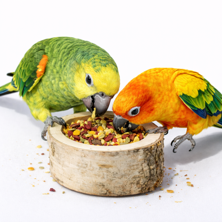 JR FARM Owocowa Miska Drewniana do Dziobania z bananem, ananasem, morelą i burakiem dla papug 120 g od ParrotPlanet.pl