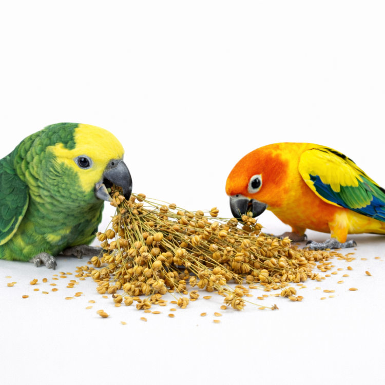 JR FARM Len w kłosach do chrupania dla wszystkich papug 30g od ParrotPlanet.pl